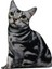 3D Dijital Baskılı Kedi Yastık American Shorthair Kedi 1