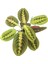 Maranta Leuconeura (Dua Çiçeği) 2