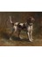 Yavru Tazı Köpeği Rosa Bonheur | Elmas Mozaik Tablo | Mozaik Puzzle | 50x40 | E2020994M 1