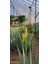 Akdeniz Aloe Vera 4 Adet Aloe Vera Fidanı 20- 30 cm 4