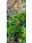 Kamelya Pembe Çiçekli 50 cm 2