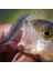 K Tarzı 65MM10 Adet Bearkıng Tanta G Balıkçılık Cazibesi Yumuşak Cazibesi Shad Silikon Yemler Wobblers Swimbait Yapay Leurre Esnek (Yurt Dışından) 4