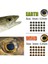 4mm Yangın 50 Adet Stil Icerıo Holograd 4d Epoksi Balık Gözü Fly Bağlama Için Flamalar Balıkçılık Cazibesi Ahşap Plastik Cazibesi Yapımı (Yurt Dışından) 3
