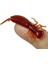 Kırmızı Stil 50 mm Lot Yumuşak Plastik Lures Larva Tatlısu Swimbaits Balıkçılık Için Silikon Yumuşak Yem Solucan Larva Balıkçılık Lures (Yurt Dışından) 3