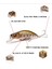 D Stili Japonya Tasarım Yüksek Li Sert Balıkçılık Cazibesi Mınnow G Batan Minnow Akışı Balıkçılık Lures Levrek Pike Alabalık Bass (Yurt Dışından) 4