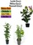 Kokulu Bahçe Seti Leylak Fidanı+Hanımeli Fidanı+Melisa Çiçeği FIDANI(40-80CM) 1