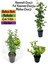 Serada Decor Plant Kokulu Bahçe Seti Hanımeli Fidanı+Melisa Çiçeği +Ful Yasemin FIDANI(40-80CM) 1