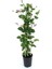 Serada Decor Plant Kokulu Bahçe Seti Hanımeli Fidanı+Melisa Çiçeği +Ful Yasemin FIDANI(40-80CM) 2