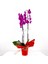 Mor Orkide - Hediye Paketli - Purple Orchid 1