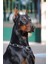 Canvas Doberman Sayılarla Boyama Seti Kasnaklı 1