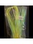 Çapari 40 mt Poşet Sim Palamut Çinekop Çapari Simi 2 mm Limon (2 Ad) 1