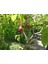 Tamarillo (Domates AĞACI)50-70 cm Tüplüdür 1