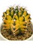 Gymnocalcium Variegata / Kaktüs 2