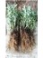 10 Adet Açık Köklü Angustifolia Lavanta Fidanı Fidesi 5
