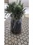 Bahçe Tipi Lavanta Fidanı 3 Adet 15-25 cm Intermedia 1