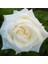 Saksılı Beyaz Gül Fidanı 1 ADET Saksılı 30-50Cm (White Rose) 3