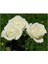 Saksılı Beyaz Gül Fidanı 1 ADET Saksılı 30-50Cm (White Rose) 5