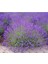 Saksılı Lavanta Fidanı 2 Adet 30-40 cm (Lavandula Intermedia) 2