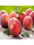 Şeftali Fidanı 1 ADET Saksılı 50-70Cm(Peach) 2