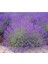 Saksılı Lavanta Fidanı 2 Adet 30-40 cm (Lavandula Intermedia) 1