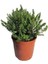 Serada Decor Plant Saksılı Dağ Bahçe Kekiği Fidanı 10-20 cm 1 Adet Thymus Vulgaris 4