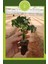 Bodur Cherry Domates Fidesi (6'lı Ambalaj) 1