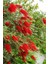 Fırça Çalısı Çiçeği Fidanı 40-60CM 1