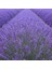 10 Adet Açık Köklü Angustifolia Lavanta Fidanı Fidesi 1