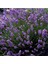 10 Adet Açık Köklü Angustifolia Lavanta Fidanı Fidesi 2