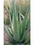 Serada Decor Plant Aloevera Fidanı (Boy 25-30 Cm) 2