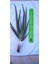 Serada Decor Plant Aloevera Fidanı (Boy 25-30 Cm) 4