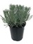 Saksılı Lavanta Fidanı 2 Adet 30-40 cm (Lavandula Intermedia) 1