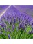 Tüplü Yoğun Kokulu Aromatik Lavanta Fidanı 1