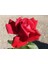 Dame De Coeur [kırmızı Kokulu Iri ] Gül Fidanı 4