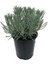 Bitkim Sende Saksılı Lavanta Fidanı 2 Adet 30-40 cm (Lavandula Intermedia) 1