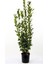Defne Fidanı Çalısı Fidanı 1 ADET Saksılı/Tüplü 30-60Cm 2