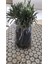 Bahçe Tipi Lavanta Fidanı 3 Adet 15-25 cm Intermedia 1