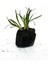 Lav Kayasına Tutturulmuş Ophiopogon Japonicus Minima (Zemin) 3 Kök 4-5 cm 1
