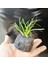Lav Kayasına Tutturulmuş Ophiopogon Japonicus Minima (Zemin) 3 Kök 4-5 cm 2