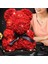 Teddy Rose Kırmızı Gül Ayıcık 3