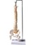 Tam Boy Femur Eklemli Esnek Omurga Iskeleti 45 cm Model 37 1