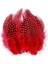 100 Pcs Decor Red Bırd Feather 100 Adet Puantiyeli Kırmızı Siyah Kuş Tüyü Dekor Kırmızı Kuş Tüyü 1