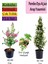 Serada Decor Plant Pembe Oya Ağacı+ Arap Yasemini + Itır Çiçeği Hediyeli 1