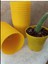 Katı Plastik Sukulent Saksısı 15 Adet Sarı (5.5 Cm) 2