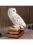 Kitap Üzerinde Beyaz Kar Baykuşu Hedwig Biblosu - Harry Potter 2