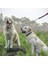 Çift Köpek Tasma (M-3.5MM*60CM) Çift Köpek Çelik Zincir 2 Yollu Krom Kaplama Zincir Krom Kaplama Metal 2 Köpek Eğitim Emniyet Tasması (Yurt Dışından) 5
