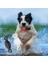 Airtag Pet Yakası Anti-Lost Bulucu Izleyicisi Silikon Kılıfı Için Koruyucu Sleepe, B Boyutu (Yurt Dışından) 3