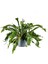 Geyik Boynuzu Bitkisi-Platycerium Bifurcatum-İthal 1