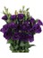 Lisianthus ( Lale Gül ) Advantage Serisi - Mor ( 5 Tohum ) 1