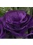 Lisianthus ( Lale Gül ) Advantage Serisi - Mor ( 5 Tohum ) 3